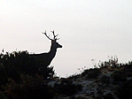 Ciervos en Doñana